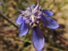 Moraea lugubris