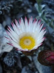 Helichrysum retortum