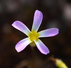Oxalis leptogramma