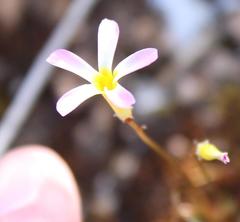 Oxalis leptogramma