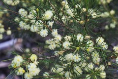 Acacia quadrilateralis