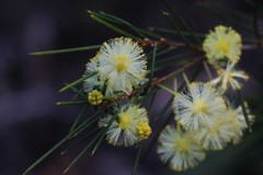 Acacia quadrilateralis
