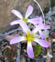 Oxalis leptogramma