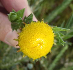 Schistostephium umbellatum