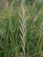 Brachypodium pinnatum