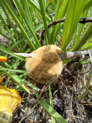 Phylloporia amplectens