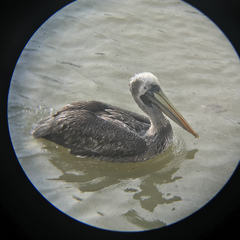 Pelecanus thagus