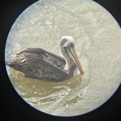 Pelecanus thagus