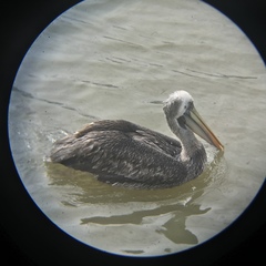 Pelecanus thagus