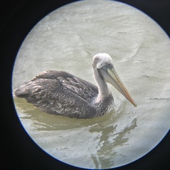 Pelecanus thagus