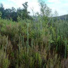 Schistostephium umbellatum