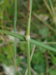 Brachypodium pinnatum