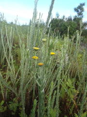 Schistostephium umbellatum