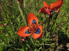 Moraea tulbaghensis