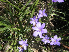 Aristea ensifolia