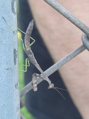 Stagmomantis carolina