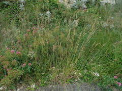 Brachypodium pinnatum