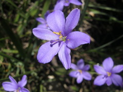 Aristea ensifolia