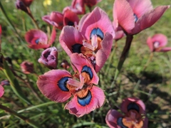 Moraea tulbaghensis