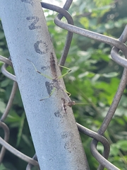 Stagmomantis carolina
