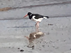 Haematopus ostralegus