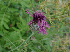 Centaurea scabiosa