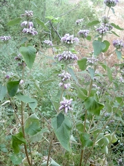 Phlomis bovei