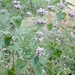 Phlomis bovei - Photo (c) Rachid Meddour, some rights reserved (CC BY-NC-SA), uploaded by Rachid Meddour