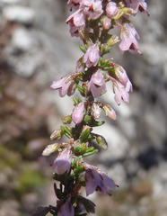Erica deflexa