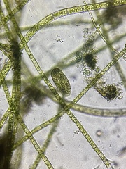 Paramecium bursaria