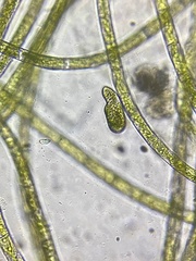 Paramecium bursaria