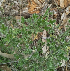 Vittadinia dissecta hirta