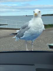 Larus argentatus
