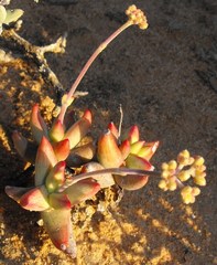 Crassula deceptor