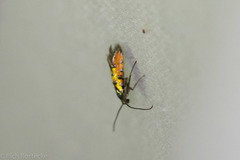 Neoheliodines hodgesi