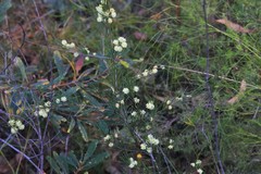Acacia quadrilateralis