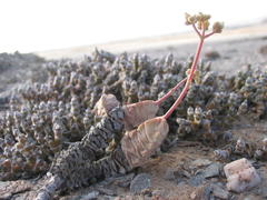 Crassula plegmatoides