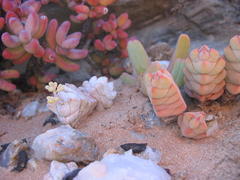 Crassula plegmatoides