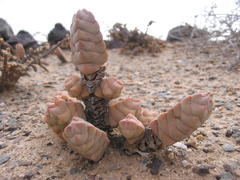 Crassula plegmatoides