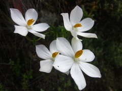 Chironia melampyrifolia