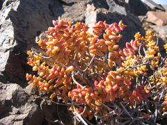 Crassula rupestris commutata