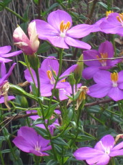 Chironia melampyrifolia
