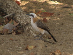 Turdoides gymnogenys