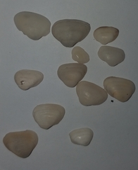 Striarca lactea