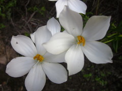 Chironia melampyrifolia