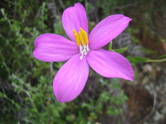 Chironia melampyrifolia