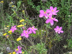 Chironia melampyrifolia