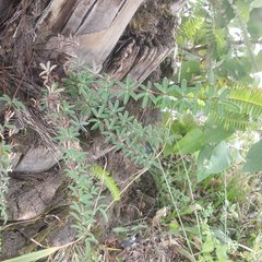 Pellaea ternifolia