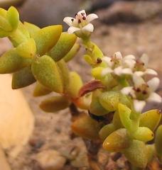 Crassula rupestris commutata