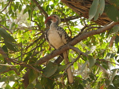 Tockus damarensis